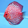 Red Pigeon Discus